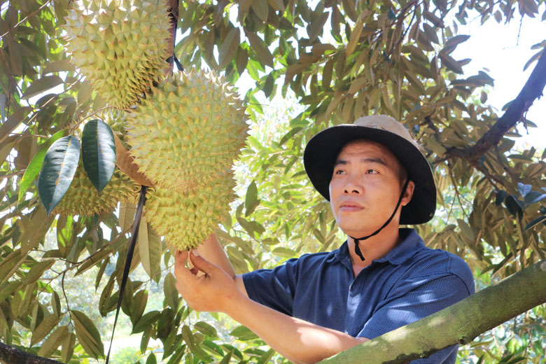 Đạ Tẻh: Nâng cao giá trị kinh tế từ cây ăn trái