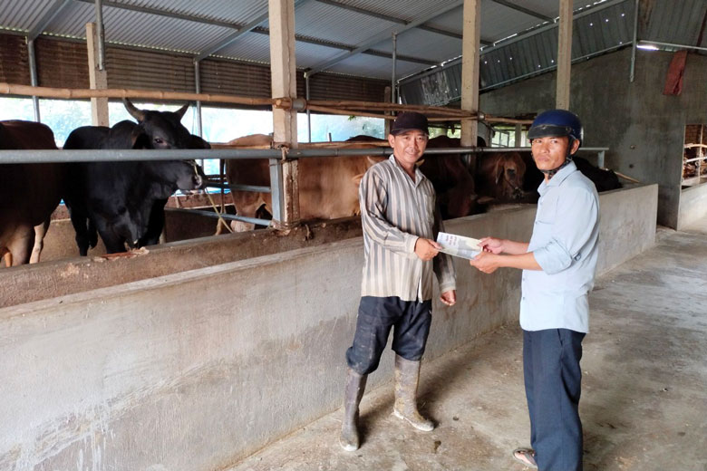 Cát Tiên: Chủ động phòng, chống dịch bệnh viêm da nổi cục trên trâu bò
