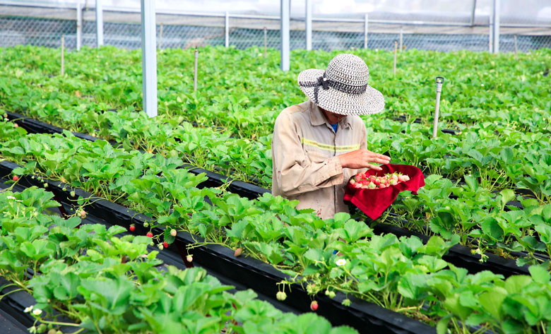Vườn dâu làm du lịch đầu tiên được công nhận OCOP 3 sao