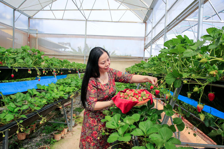 Hái dâu không khó, nhưng phải làm sao không dập trái và ảnh hưởng đến những trái khác cùng chùm