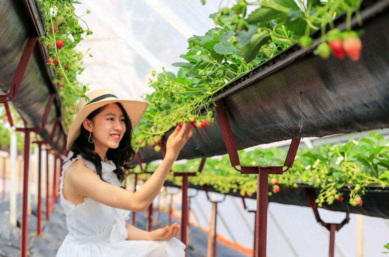 Do vậy, du khách cũng có thể hái dâu và thể hiện sự khéo léo của mình