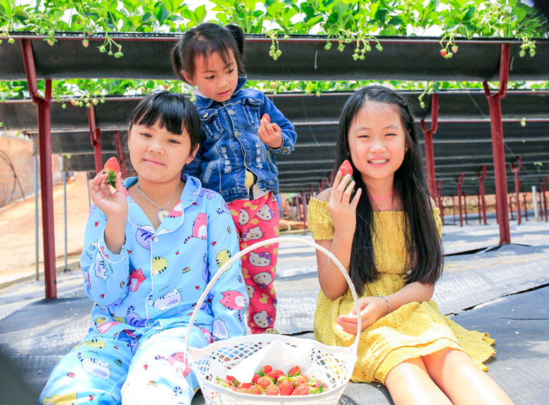 Trong khi hái dâu, các bạn nhỏ có thể ngồi nghỉ ngay trên thảm lót ngăn côn trùng, vi khuẩn từ dưới đất
