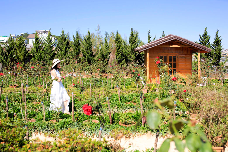 Nam Anh Farm còn có một vườn hồng cổ rất nhiều giống đẹp, thơm, màu sắc rực rỡ...