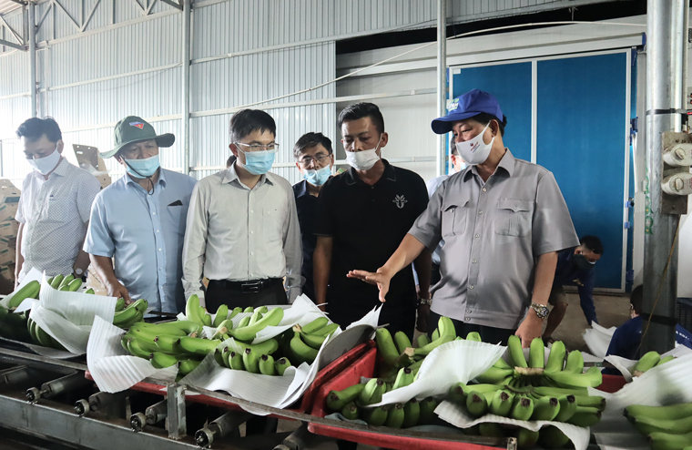 Đồng chí Trần Đức Quận - Ủy viên Ban Chấp hành Trung ương Đảng, Bí thư Tỉnh ủy, Chủ tịch HĐND tỉnh cùng đoàn công tác của tỉnh thăm Hợp tác xã chuối Laba xuất khẩu ở xã Đạ K’Nàng