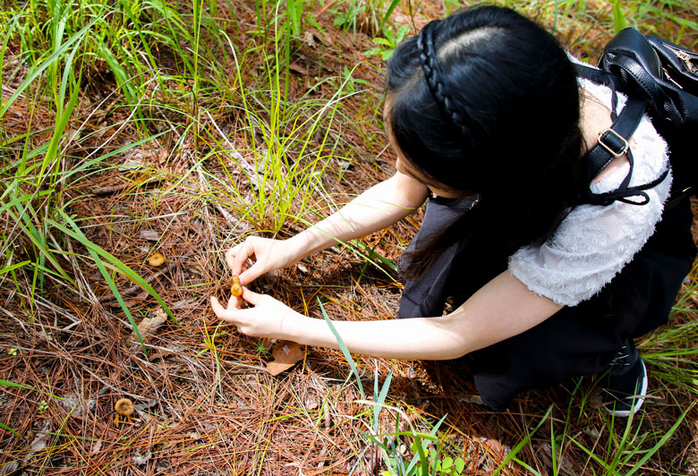 Hái nấm rừng không yêu cầu kỹ thuật đặc biệt, chỉ dùng tay nhẹ nhàng