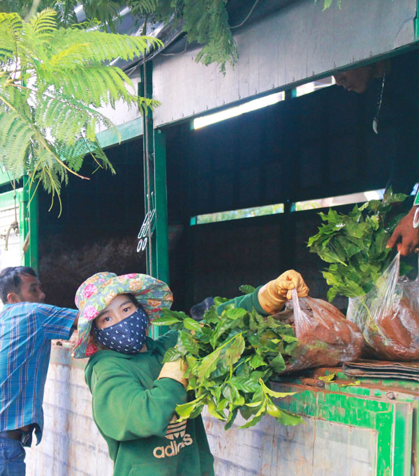 Lạc Dương: Xã hội hóa trồng cây xanh