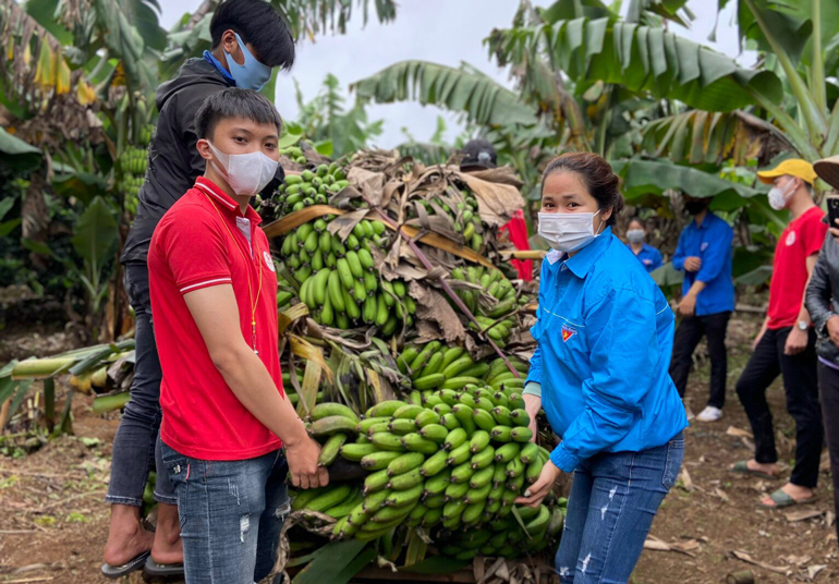 Các thành viên trong CLB Hành trình đỏ kết nối yêu thương Lâm Hà cùng các đoàn viên, thanh niên thu hoạch chuối chuẩn bị cho chuyến xe tiếp theo 