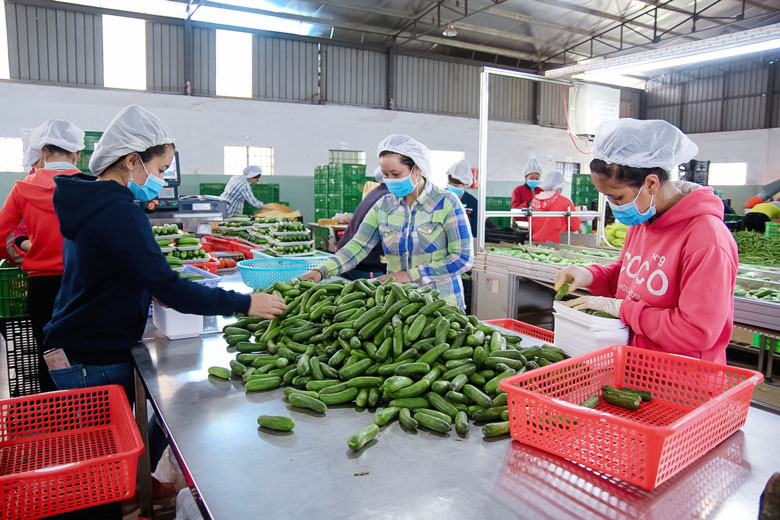 Xây dựng chuỗi tiêu thụ thực phẩm an toàn