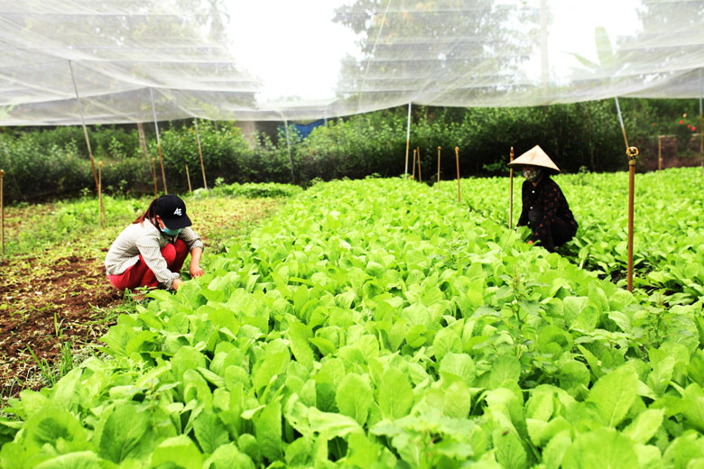 Chị Khương Thị Hường cùng các thành viên trong gia đình vẫn hàng ngày miệt mài với công việc trồng và thu hoạch rau xanh để cung cấp cho chợ Đạ Tẻh. Riêng bà con trong thôn Phú Hòa, ai đến mua rau chị chỉ tặng chứ không bán