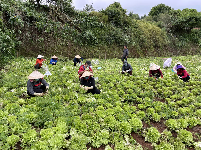 Người dân thu hoạch rau, củ, quả cho những chuyến xe 0 đồng do Ban Trị sự Giáo hội Phật giáo Việt Nam tỉnh phát động ủng hộ đồng bào phương Nam vượt qua đại dịch Covid-19