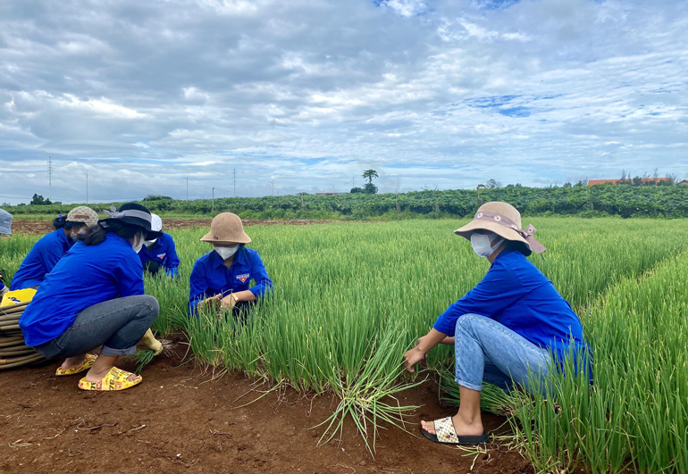 Đoàn viên, thanh niên huyện Đơn Dương hỗ trợ thu gom nông sản, gởi lên các chuyến xe yêu thương