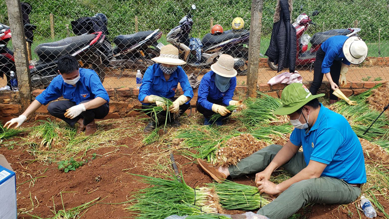 Màu xanh tình nguyện trên những vườn rau