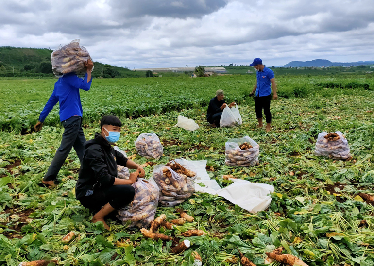 Lâm Đồng đủ khả năng cung ứng cho sự thiếu hụt rau của TP.Hồ Chí Minh và các tỉnh lân cận