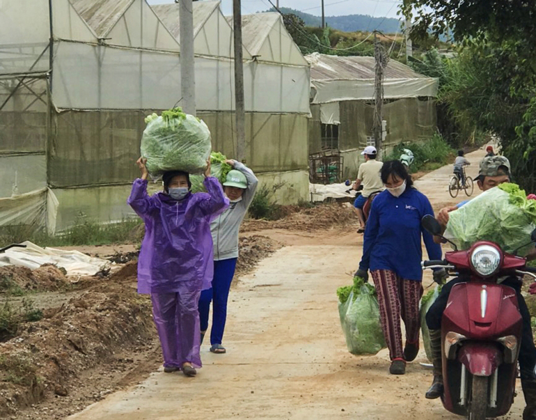 Các thầy cô giáo ở Đức Trọng đội mưa, đội rau góp cho “chuyến xe yêu thương, hướng về Bình Dương”