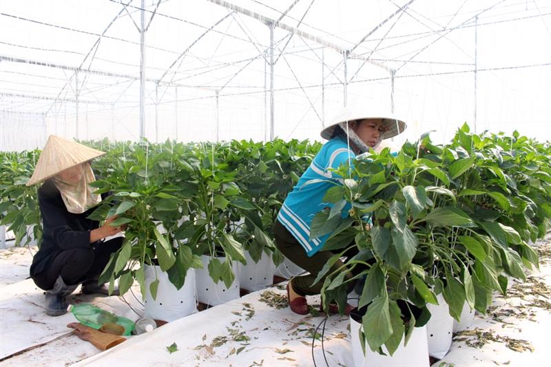 Đức Trọng: 4 xã được công nhận đạt chuẩn xã nông thôn mới nâng cao năm 2020