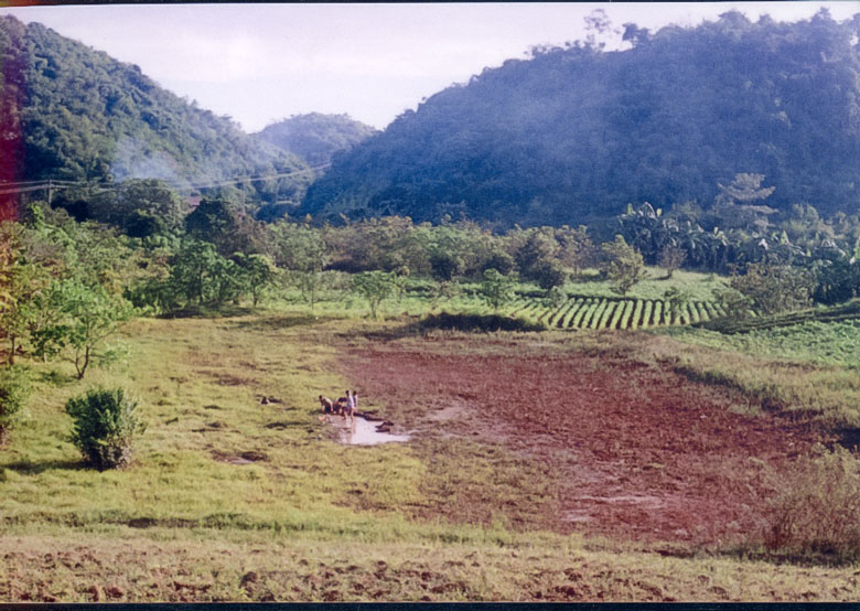 Một góc thung lũng nơi tập trung nhiều đền tháp của di tích Cát Tiên năm 1996. Ảnh tư liệu Bảo tàng Lâm Đồng