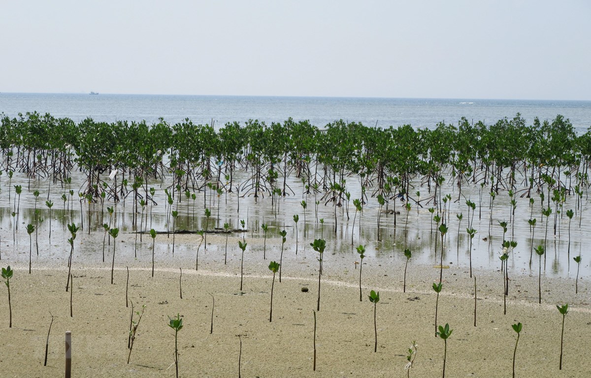 Sáng kiến Xanh ASEAN: Trồng 10 triệu cây bản địa trong 10 năm tới