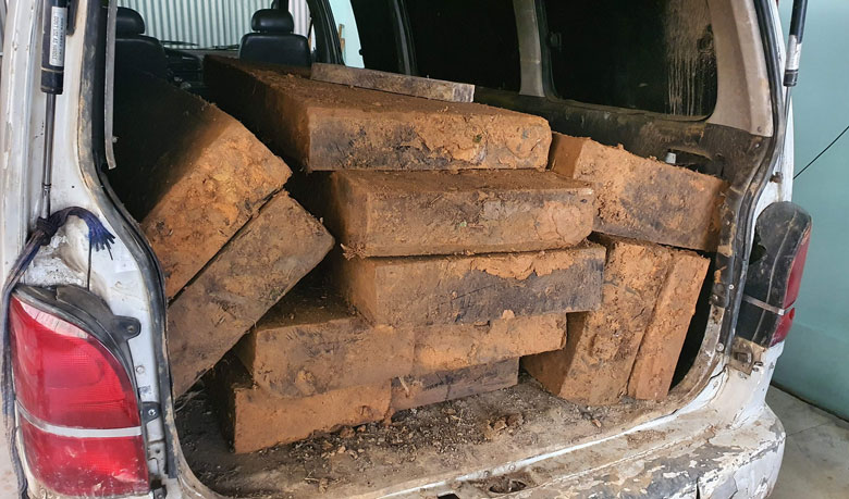 Lạc Dương: Bắt quả tang vụ vận chuyển gỗ dổi trái phép