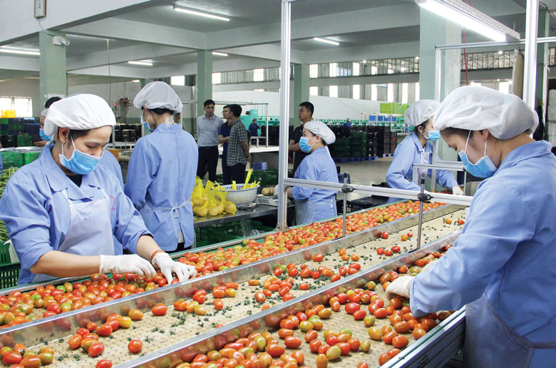 Chế biến rau công nghệ cao tại Đức Trọng