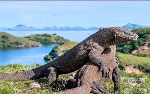 Rồng Komodo có nguy cơ tuyệt chủng do tác động của biến đổi khí hậu