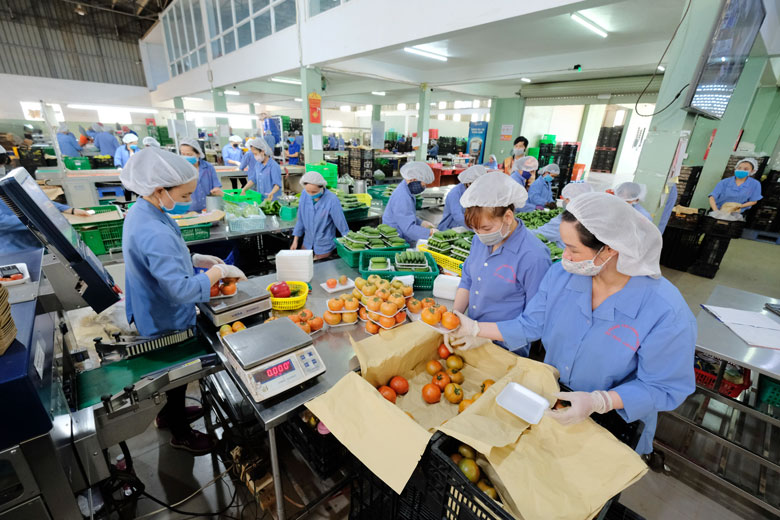 Hoạt động xuất khẩu gặp khó trong bối cảnh đại dịch COVID-19