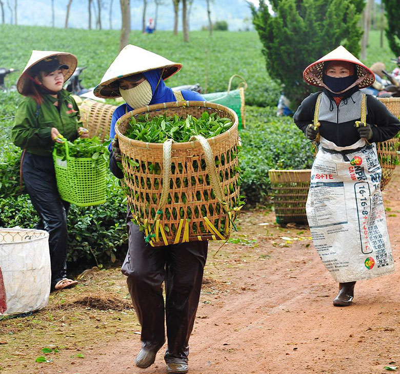 Nông dân Bảo Lâm nỗ lực duy trì sản xuất trong đại dịch