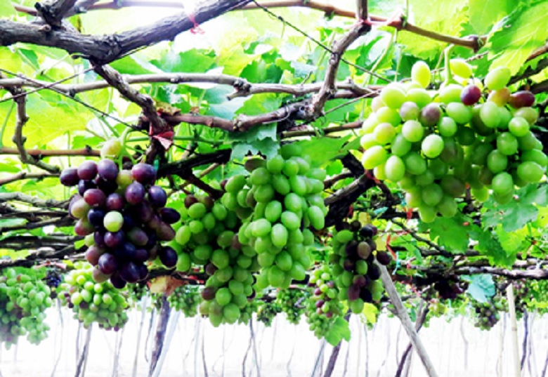 Những giàn nho trĩu quả hai bên sông Dinh chảy qua thành phố Phan Rang - Tháp Chàm được tưới từ nguồn nước Đa Nhim