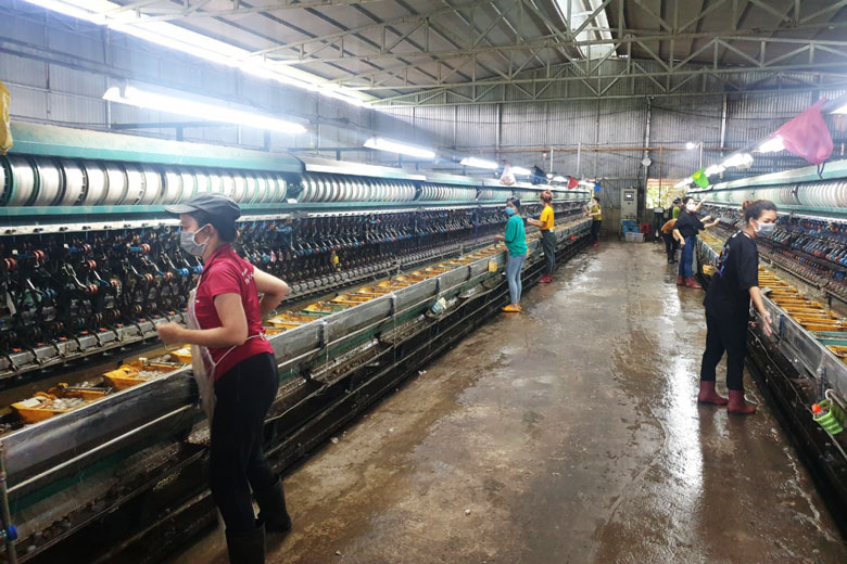 Tơ tằm OCOP 4 sao xuất khẩu