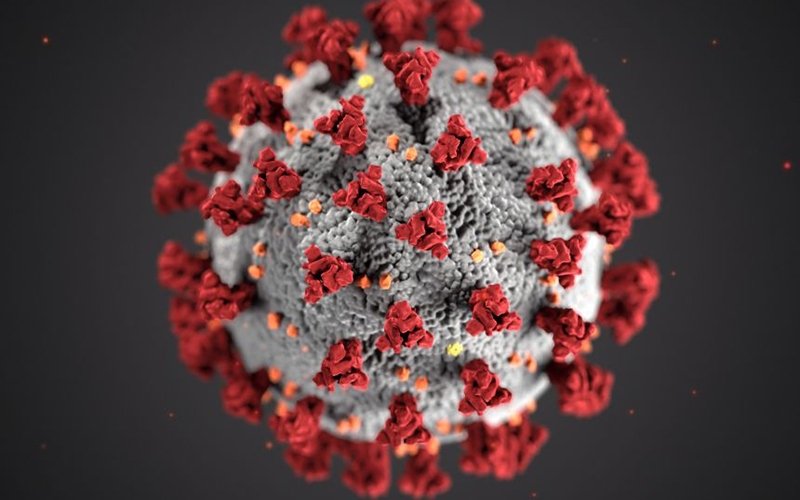 Phát hiện dơi ở Lào mang virus có đặc tính giống SARS-CoV-2