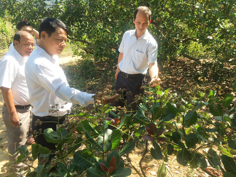 Phước Lộc: Bước chuyển rõ nét trong xây dựng nông thôn mới