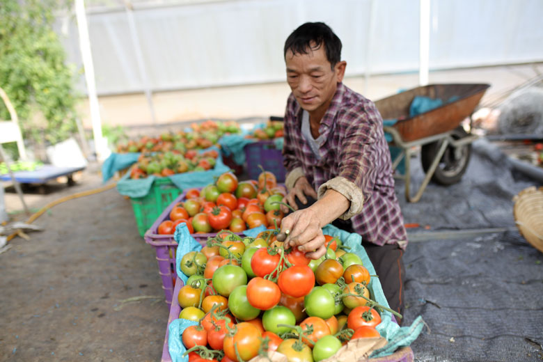 Hợp tác xã nông nghiệp gặp khó khăn trong đại dịch COVID-19