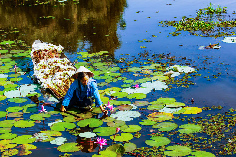 Hái hoa súng mùa con nước nhảy đồng. Ảnh: Võ Việt