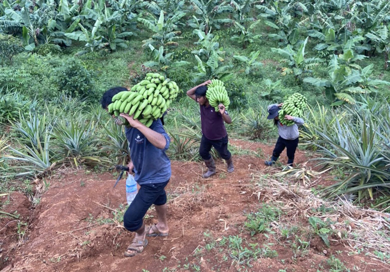 Đưng K'Nớ: Đa dạng sinh kế giúp đồng bào dân tộc thiểu số
