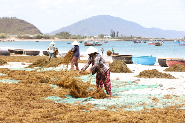 Thu hoạch rong biển ở Khánh Hòa. Ảnh: Võ Trang