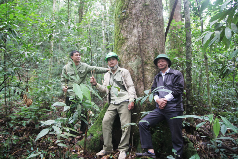 Giữ màu xanh cho rừng