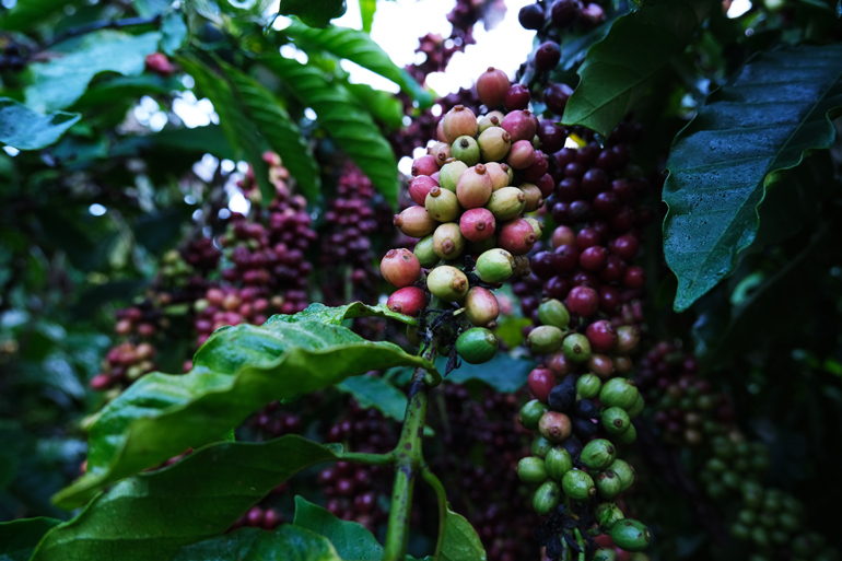 Khuyến cáo nông dân không sử dụng hoạt chất cấm Glyphosate