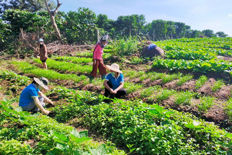 Thu hoạch rau hỗ trợ vùng ảnh hưởng dịch bệnh Covid-19 tại Đam Rông