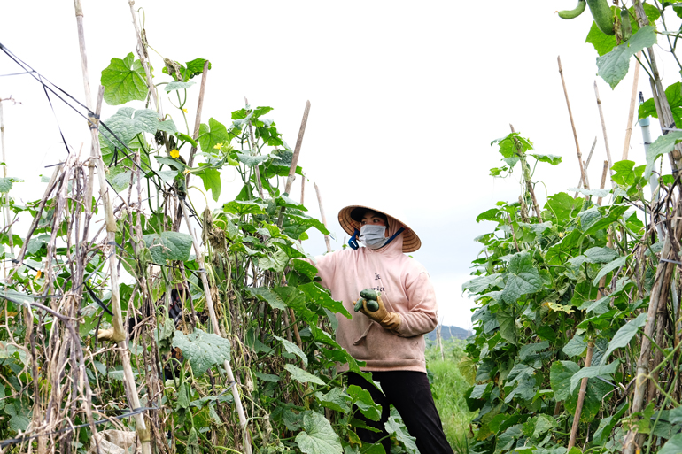 Nhịp sống, lao động của người dân vùng phong tỏa thôn P’ré vẫn diễn ra bình thường, nhưng tuân thủ tuyệt đối nguyên tắc “gia đình cách ly với gia đình”