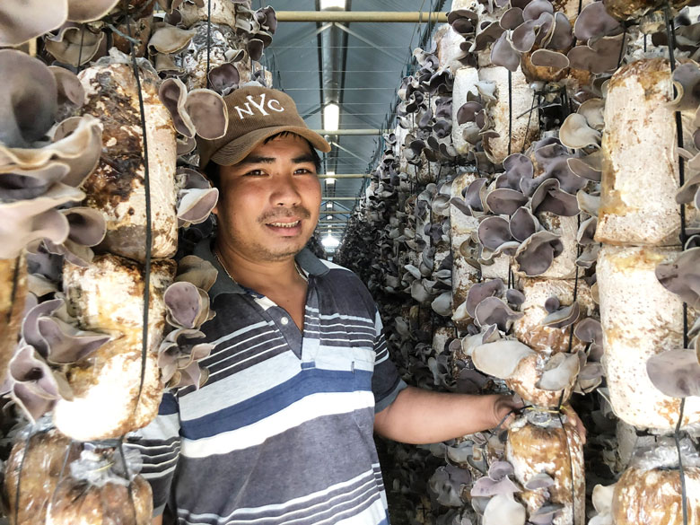 Nông dân trẻ và mối duyên với nấm mèo
