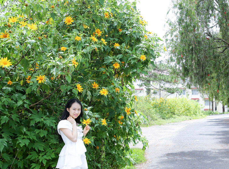 Thấp thoáng trên các con đường nội ô, hay các khu dân cư của Đà Lạt vẫn còn sót lại rất nhiều những vạt hoa dã quỳ khi bê tông chưa kịp vươn tới. Và khuôn viên Trường Đại học Đà Lạt chính là nơi hoa dã quỳ còn lại nhiều nhất và đang rực nở, như tô thắm thêm nét đẹp giảng đường