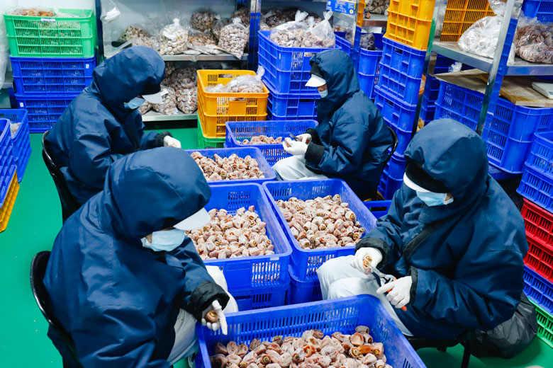 Công nhân sơ chế, sản xuất hồng sấy gió công nghệ Nhật Bản tại Công ty TNHH Quảng Thái (thương hiệu L'ang Farm Đà Lạt). Ảnh: Võ Trang