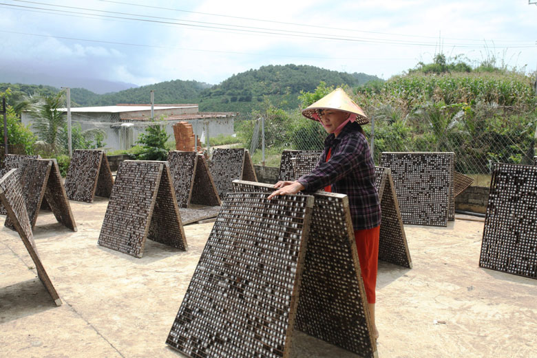 Trở lại Bãi Mía