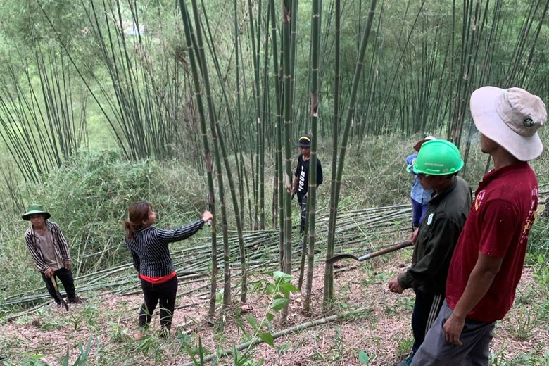 Công nhận Làng nghề trồng và chế biến tre tầm vông Tố Lan