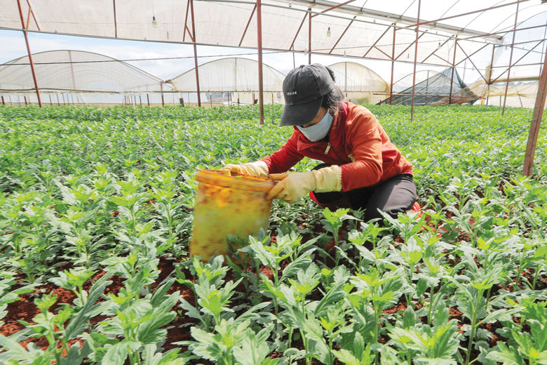 Thấp thỏm với hoa tết