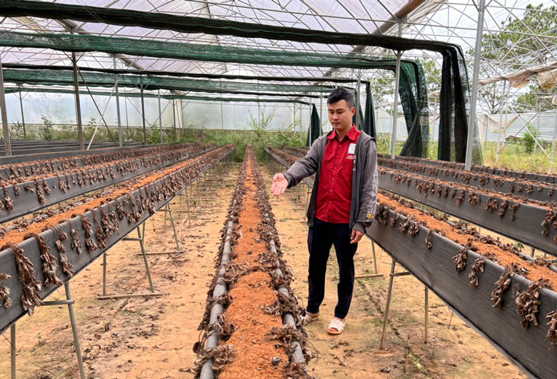 Khuất tất trong quản lý đất công tại Trường Cao đẳng Du lịch Đà Lạt