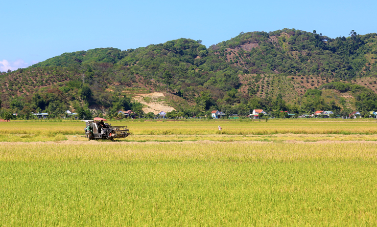 Về Đạ Tẻh ngắm mùa vàng nếp quýt của bà con Tày, Nùng