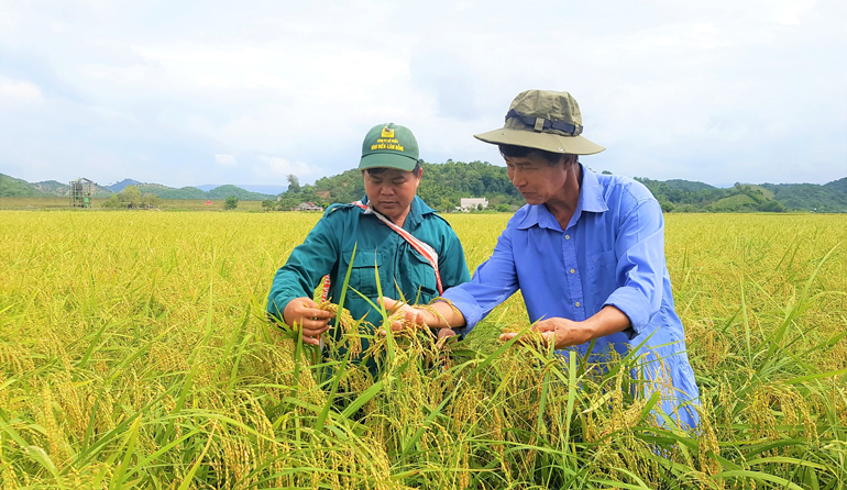 Nếp quýt chín vàng óng tỏa hương thơm ngào ngạt khắp cánh đồng Đạ Tẻh thêu dệt vẻ đẹp làm say đắm lòng người. Hiện, toàn xã An Nhơn có khoảng 300 ha trông nếp quýt với khoảng 700 hộ dân tham gia sản xuất
