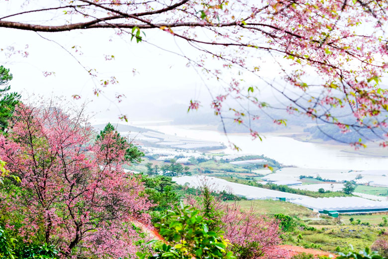 Không biết được trồng từ bao giờ và được trồng như thế nào, nhưng đào núi Lang Biang trước đây, chỉ có người dân vùng Đan Kia và bà con có đất canh tác phía sau núi Lang Biang mới biết. Năm 2016, các nhiếp ảnh gia Phạm Anh Dũng, Quý SG, Lại Thế Anh tìm ra rừng đào và là những người đầu tiên quảng bá vẻ quyến rũ của rừng Mai anh đào bằng hình ảnh.