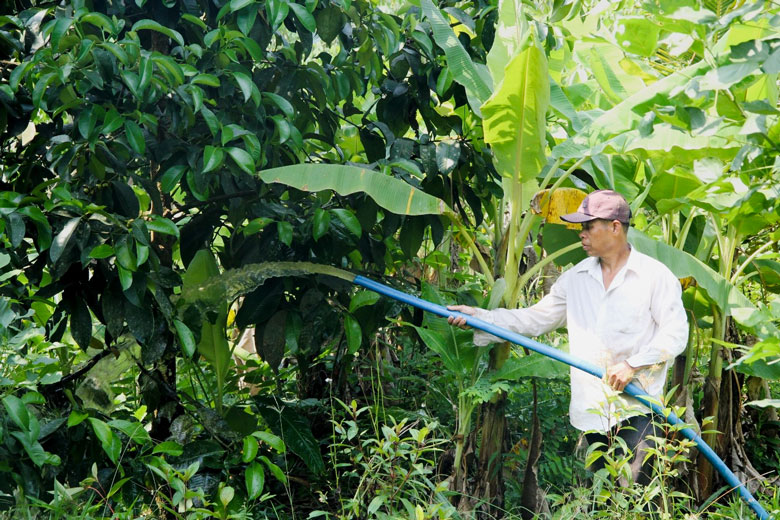 Cảnh giác việc mua lá măng cụt đúng thời điểm cây đang ra hoa