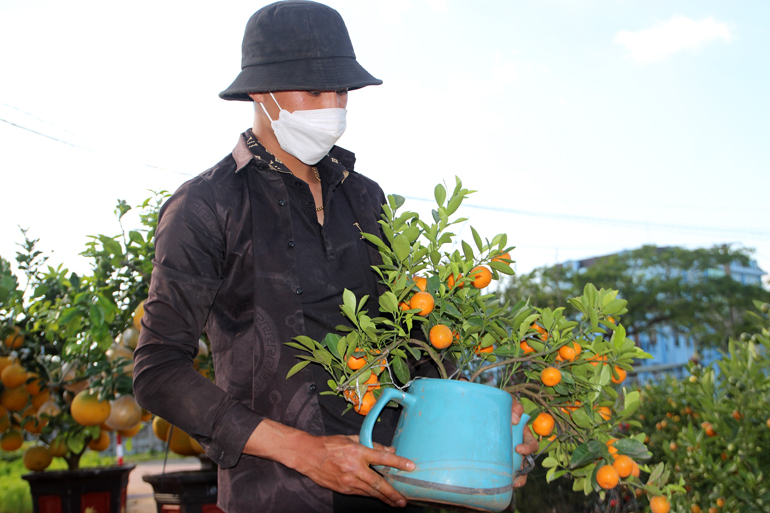 Quất cảnh phục vụ nhu cầu chưng tết của khách hàng